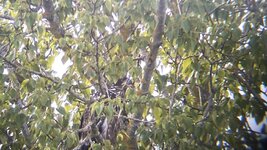 IMG_2081.jpeg