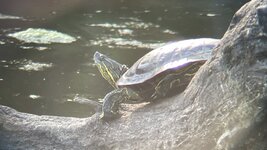 IMG_2133.jpeg