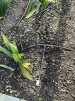 IMG_5067.jpeg