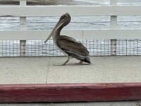 IMG_8831.jpeg