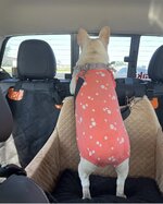 IMG_9439.jpeg