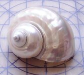 Shell.jpg Shell.jpg