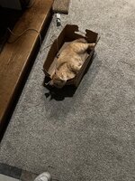 IMG_7405.jpeg