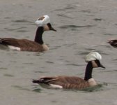 Goose-turbin.jpg