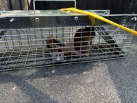 IMG_3474.jpeg