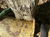 IMG_1929.jpeg