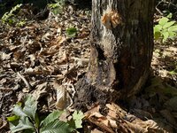 IMG_1930.jpeg