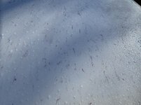 IMG-6440.jpg