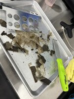 IMG_6607.jpeg