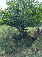 tree.jpg tree.jpg