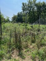 tree gone 1.jpg tree gone 1.jpg