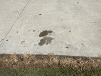 IMG_6976 (Large).JPG