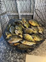IMG_0802.jpeg