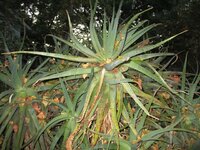 Aloe a.jpg