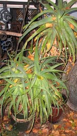Aloe b.jpg