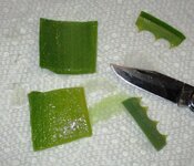 Aloe e cut 1.jpg
