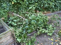IMG_7531.jpeg