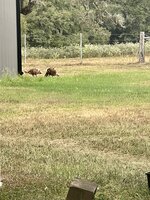 IMG_1690.jpeg IMG_1690.jpeg