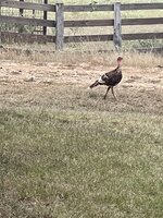 IMG_1692.jpeg IMG_1692.jpeg
