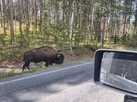 wy50.jpg