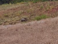 wy54.jpg