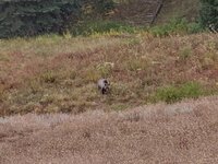 wy55.jpg