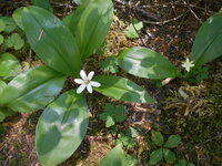 Brides Bonnet (Clintonia uniflora) South Fork Snoqualmie River 070921 01.jpg