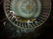 mouse2.jpg
