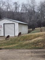 deer hoa.jpg deer hoa.jpg