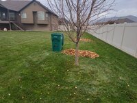 leaves3.jpg