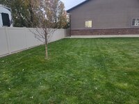 leaves4.jpg