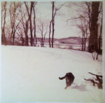 Daisy Back Yard Winter.jpg Daisy Back Yard Winter.jpg