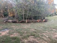 IMG_1686.jpeg IMG_1686.jpeg