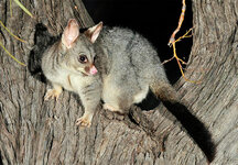 Common Brushtail Possum.jpg Common Brushtail Possum.jpg