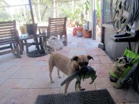 Jasmine Iguana 5a.jpg Jasmine Iguana 5a.jpg