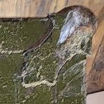 IMG_7934.jpeg