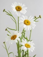 line_Leucanthemum_margrietflower_agenda.width-1200.jpg line_Leucanthemum_margrietflower_agenda.width-1200.jpg