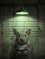mouse-mug-shot-1.jpg