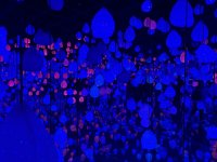IMG_2405.JPEG