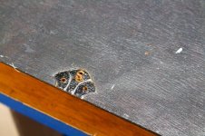 IMG_2592.jpg