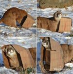 Lion in a box.jpg