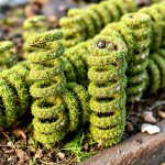 grass springs.jpg