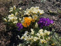 Crocus.JPG
