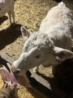 IMG_5814.jpeg IMG_5814.jpeg