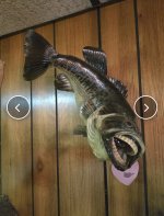 IMG_1946.jpeg