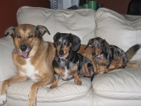 dogs.jpg
