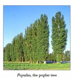 Poplar_trees.JPG