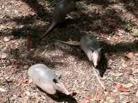 2178-Armadillos-05.JPG