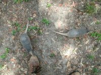 2179-Armadillos-12.JPG