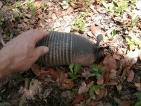 2180-Armadillos-15.JPG